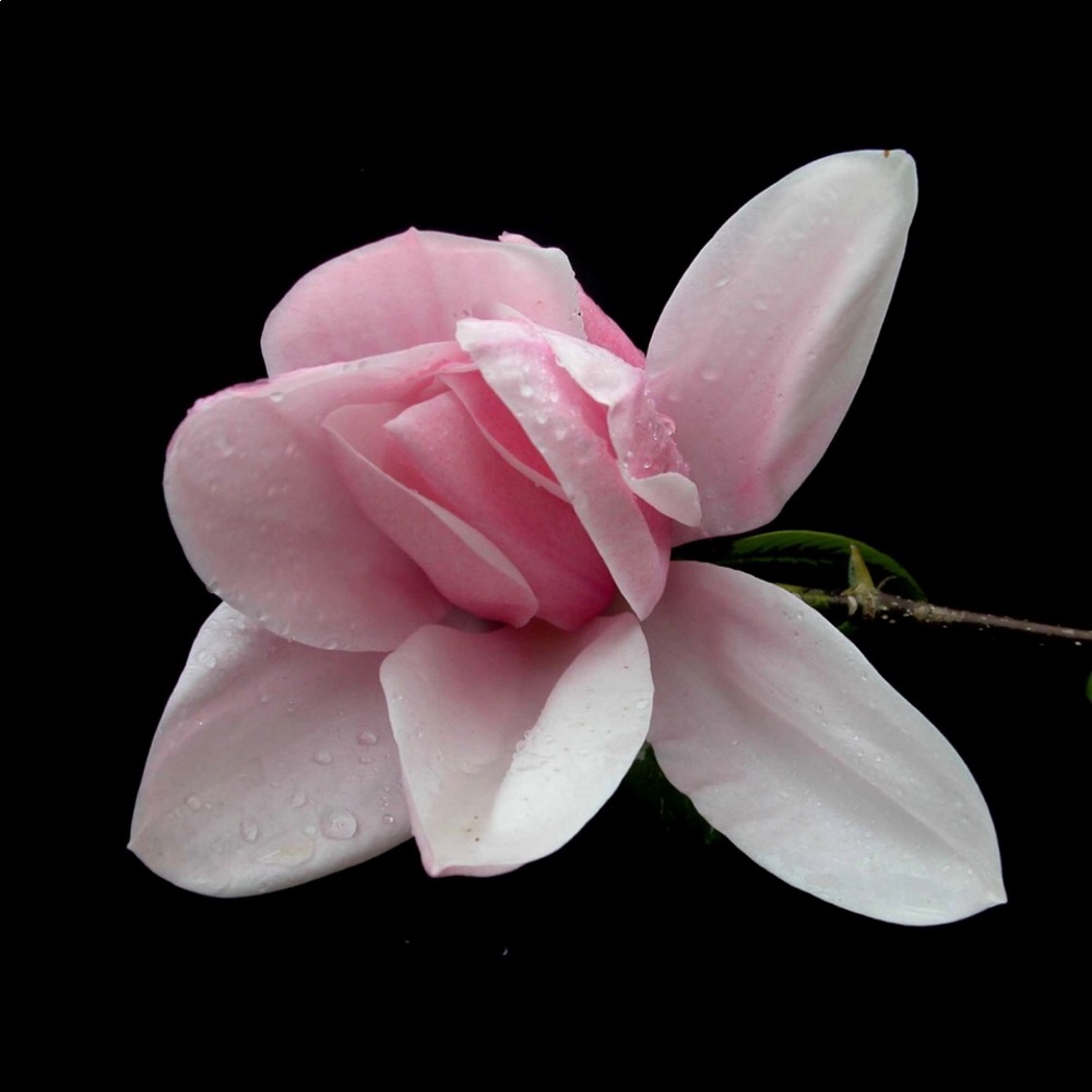 Meet your Posher, Cesiah